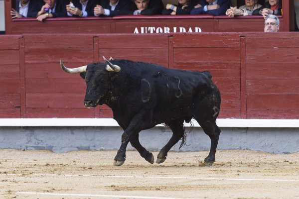 Asociación EL TORO de Madrid1