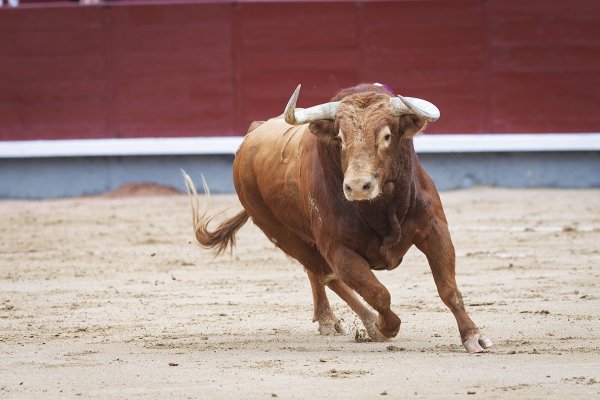 Asociación EL TORO de Madrid2