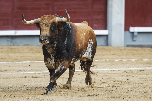 Asociación EL TORO de Madrid3