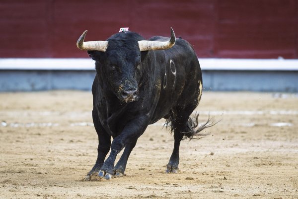 Asociación EL TORO de Madrid4