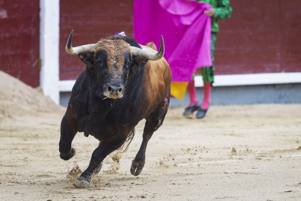 Asociación EL TORO de Madrid5