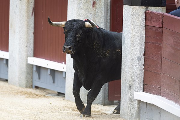 Asociación EL TORO de Madrid0