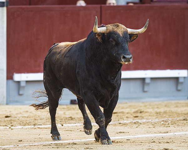 Asociación EL TORO de Madrid1