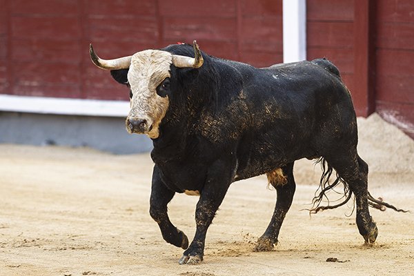 Asociación EL TORO de Madrid2