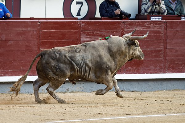 Asociación EL TORO de Madrid3