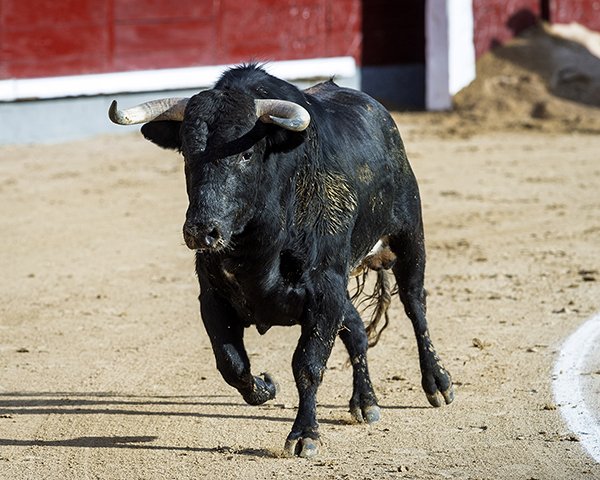Asociación EL TORO de Madrid4