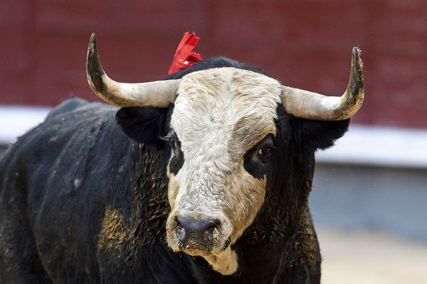 Asociación EL TORO de Madrid5