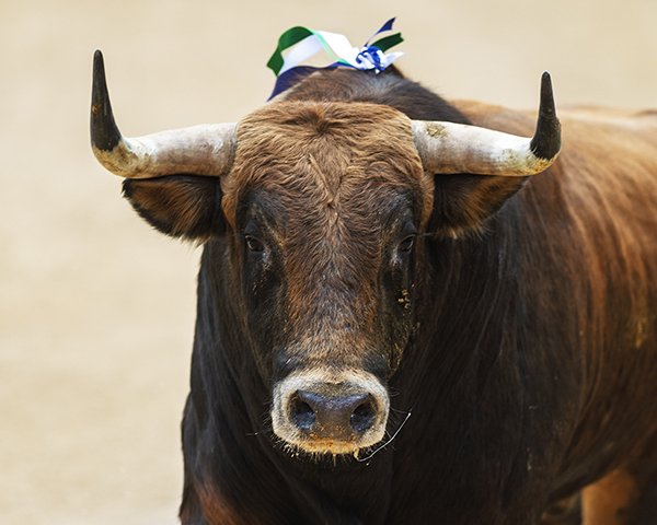 Asociación EL TORO de Madrid6