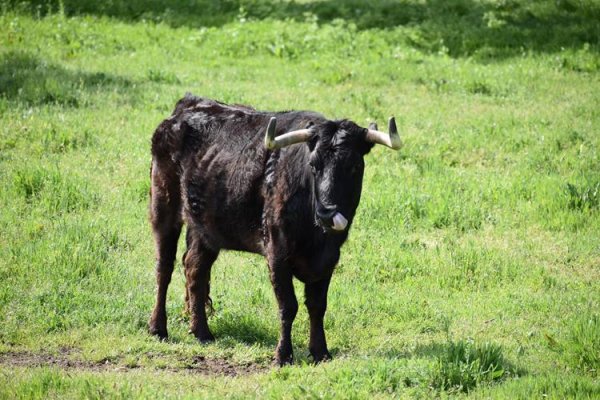 Asociación EL TORO de Madrid1