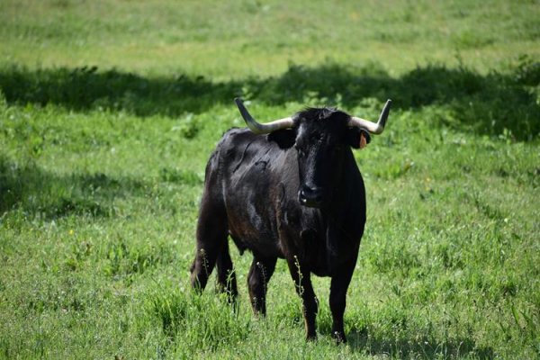 Asociación EL TORO de Madrid2