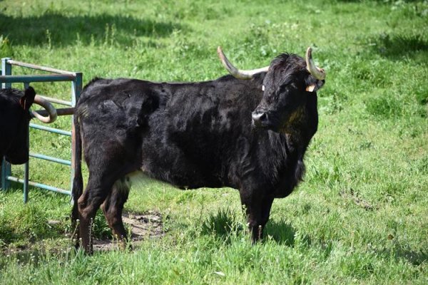 Asociación EL TORO de Madrid3