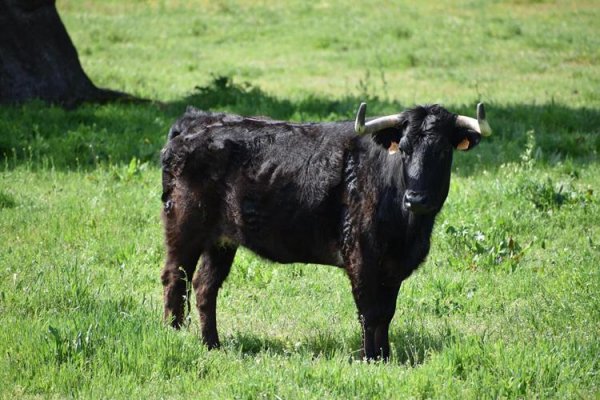 Asociación EL TORO de Madrid4