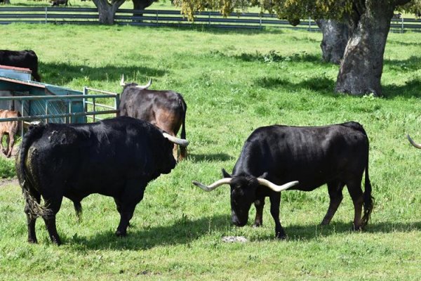 Asociación EL TORO de Madrid6