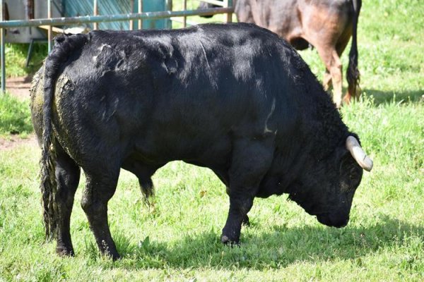 Asociación EL TORO de Madrid7
