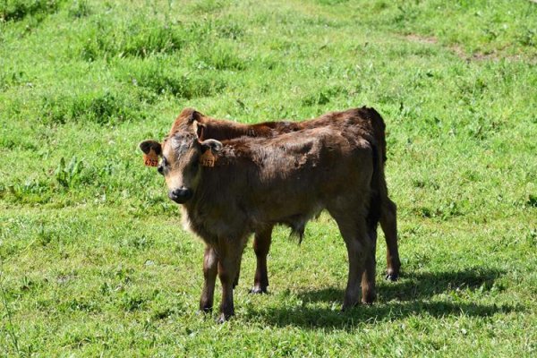 Asociación EL TORO de Madrid11