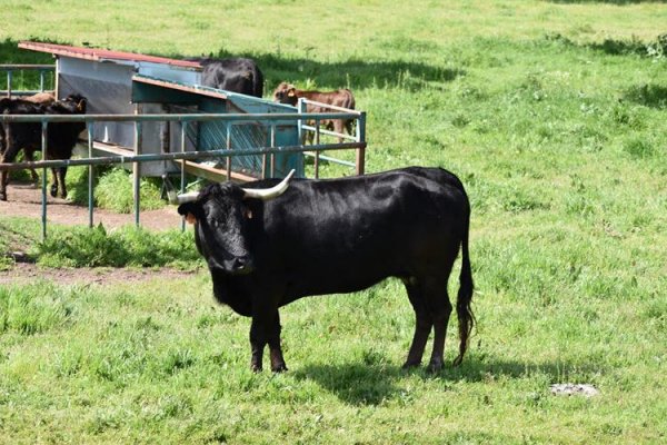 Asociación EL TORO de Madrid12
