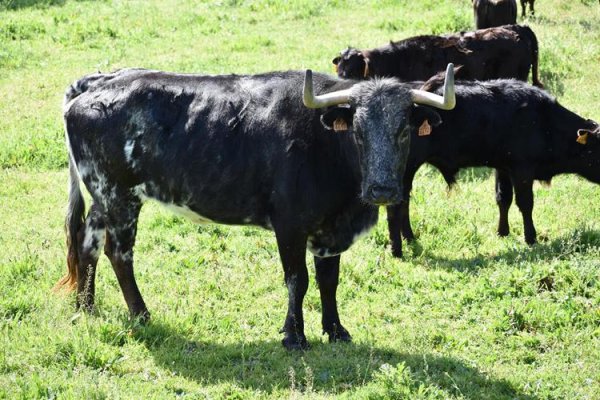 Asociación EL TORO de Madrid14