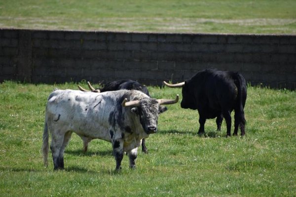 Asociación EL TORO de Madrid16