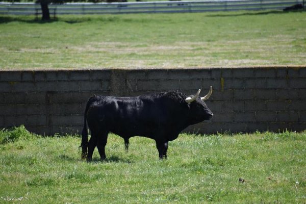 Asociación EL TORO de Madrid17