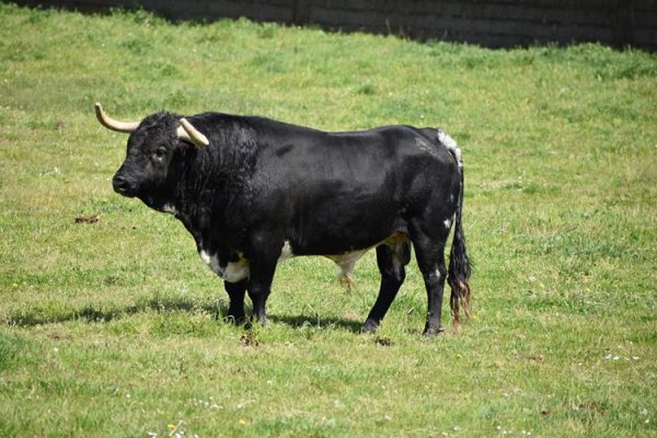 Asociación EL TORO de Madrid18