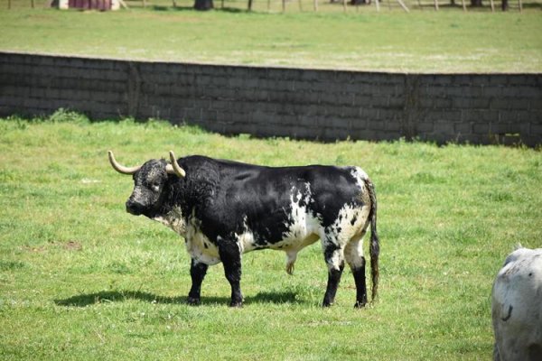Asociación EL TORO de Madrid19