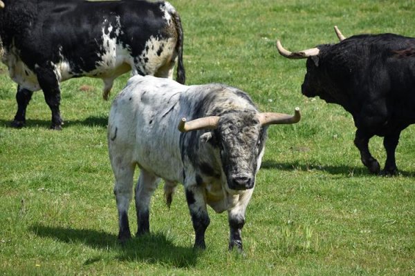 Asociación EL TORO de Madrid20