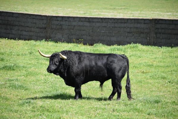 Asociación EL TORO de Madrid21