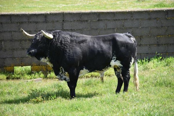 Asociación EL TORO de Madrid22