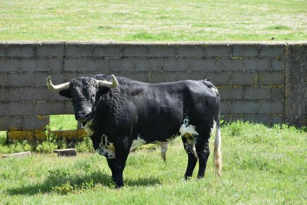 Asociación EL TORO de Madrid23