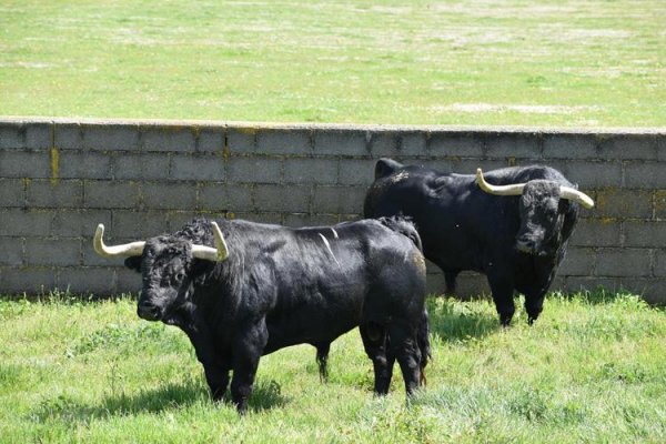 Asociación EL TORO de Madrid24