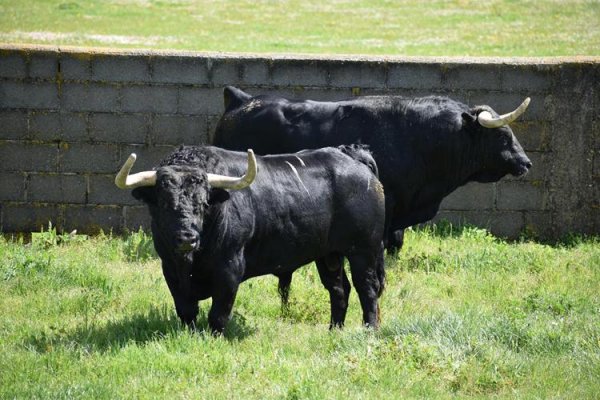 Asociación EL TORO de Madrid25
