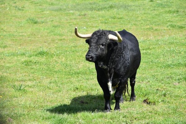 Asociación EL TORO de Madrid26