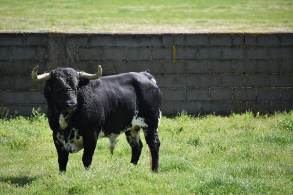 Asociación EL TORO de Madrid27