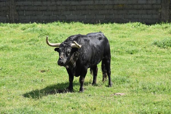 Asociación EL TORO de Madrid28
