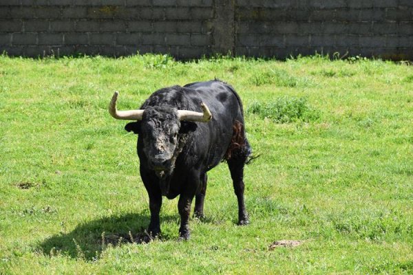 Asociación EL TORO de Madrid29
