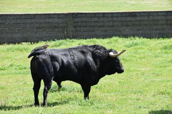 Asociación EL TORO de Madrid30