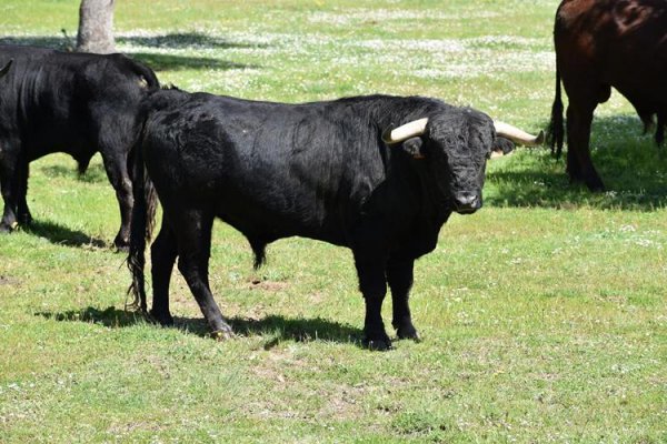 Asociación EL TORO de Madrid31