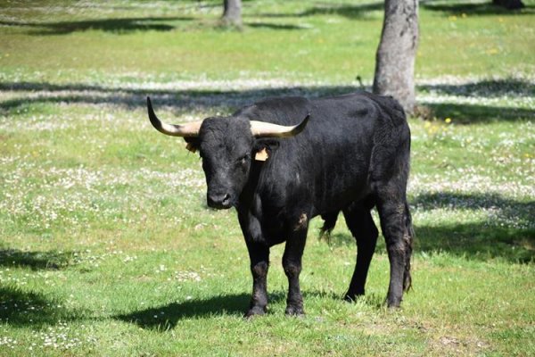 Asociación EL TORO de Madrid32