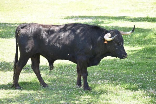 Asociación EL TORO de Madrid33