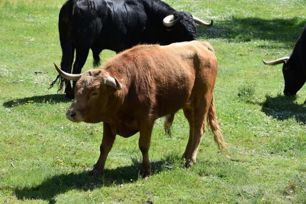 Asociación EL TORO de Madrid34