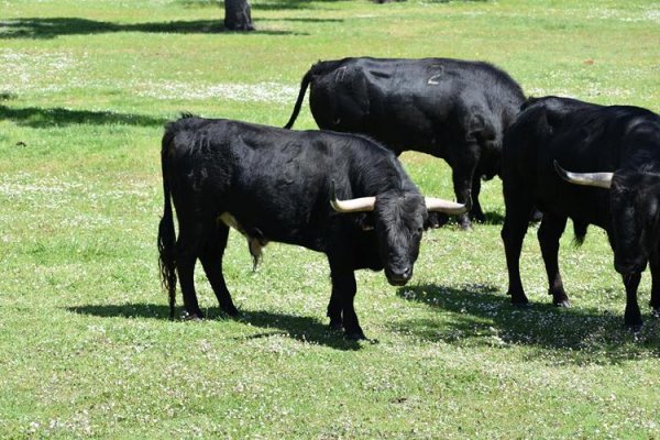 Asociación EL TORO de Madrid35