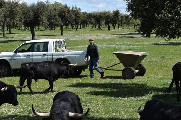 Asociación EL TORO de Madrid36