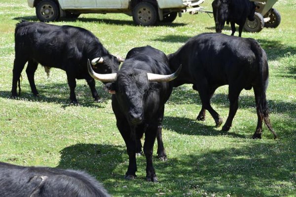 Asociación EL TORO de Madrid37