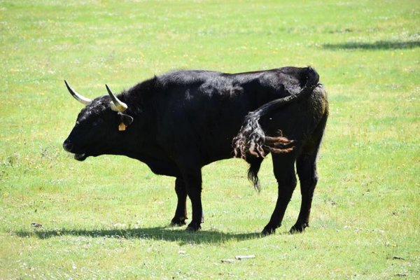Asociación EL TORO de Madrid38