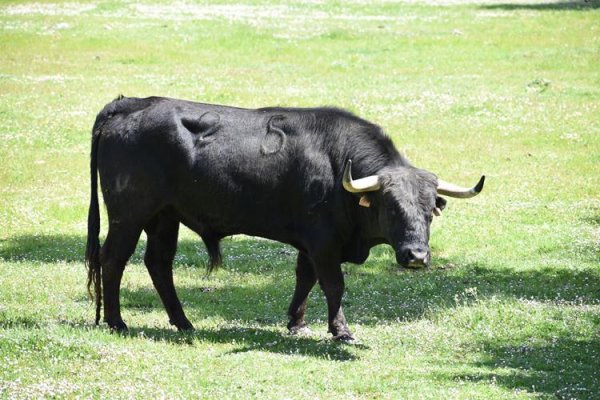 Asociación EL TORO de Madrid39