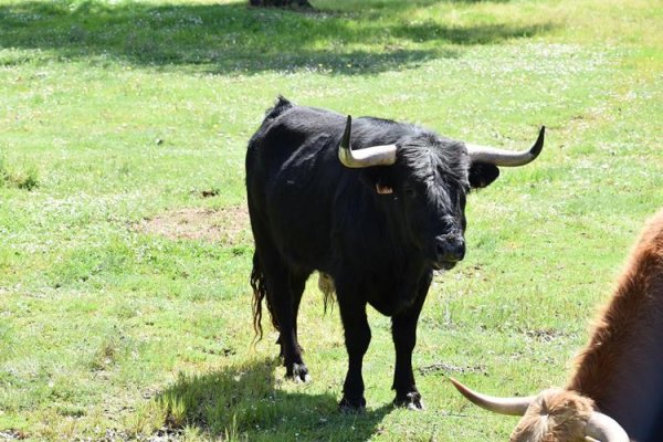 Asociación EL TORO de Madrid40