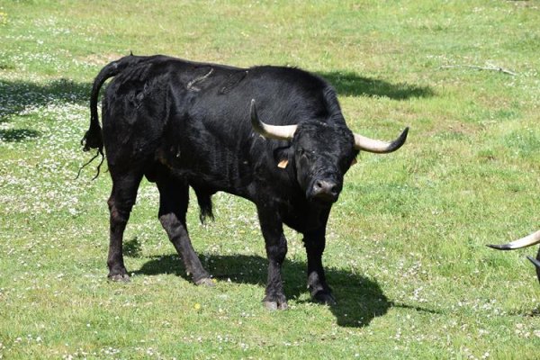 Asociación EL TORO de Madrid41