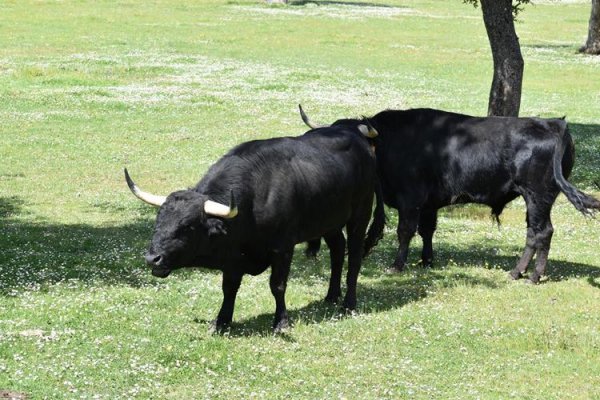 Asociación EL TORO de Madrid42