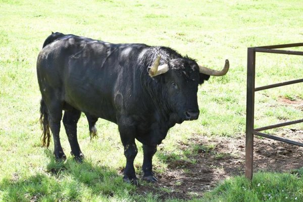 Asociación EL TORO de Madrid43