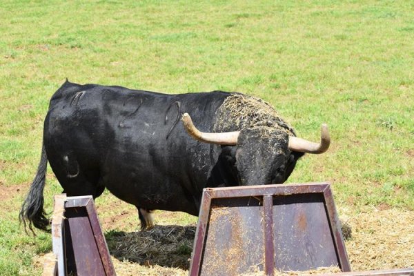 Asociación EL TORO de Madrid44